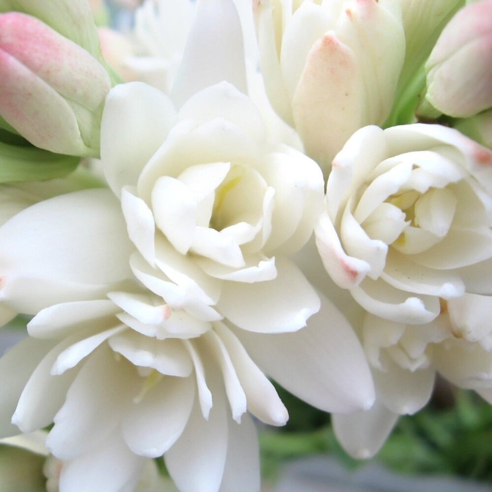 Meet your Posher, Tuberose